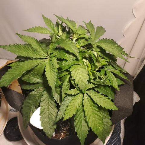 Becky growlog timeline photo