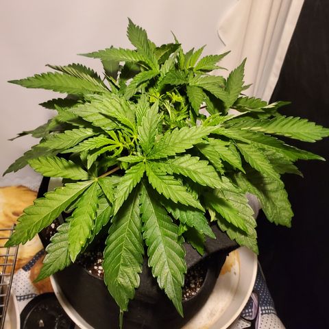 Becky growlog timeline photo