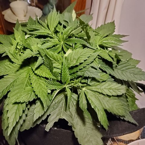 Susan growlog timeline photo
