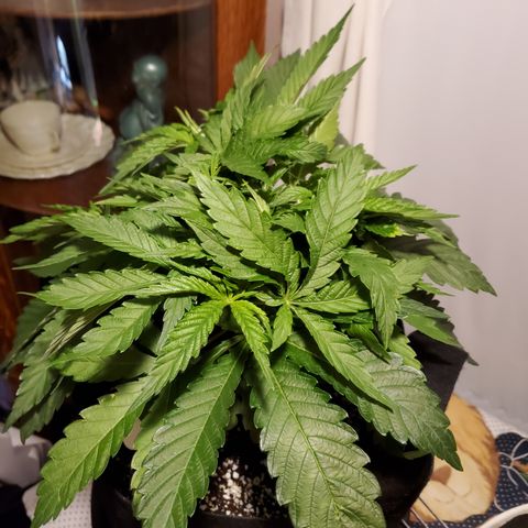 Becky growlog timeline photo