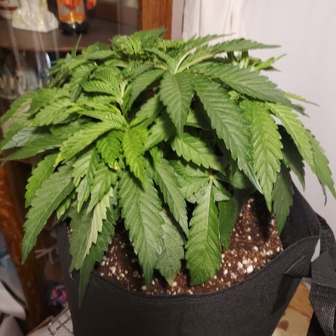 Becky growlog timeline photo