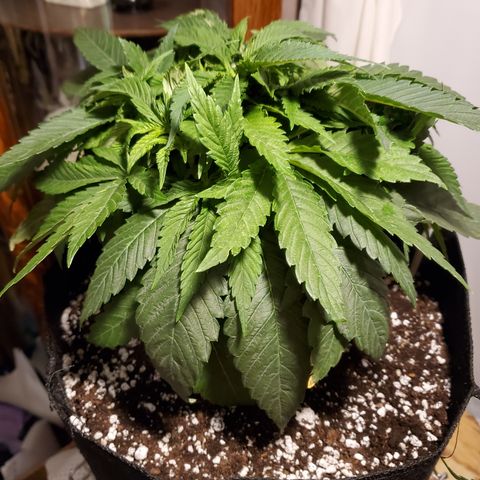 Susan growlog timeline photo