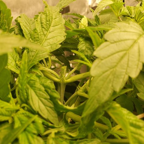 Becky growlog photo: Topped