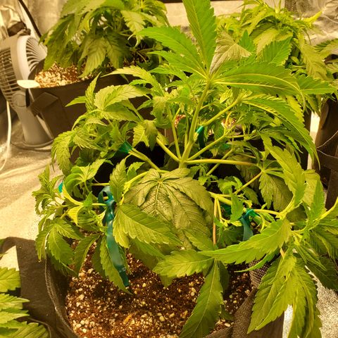 Becky growlog timeline photo