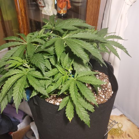 Becky growlog timeline photo
