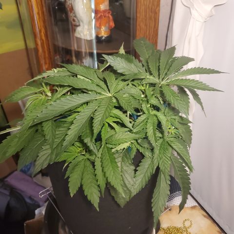 Becky growlog timeline photo