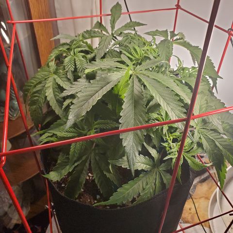 Becky growlog timeline photo