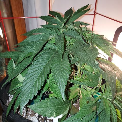 Susan growlog timeline photo
