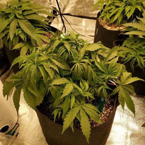Becky growlog timeline photo