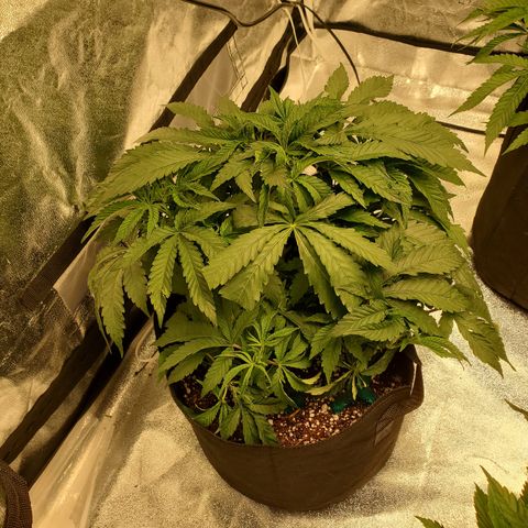 Becky growlog timeline photo
