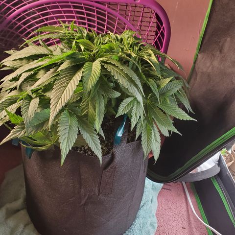 Susan growlog timeline photo