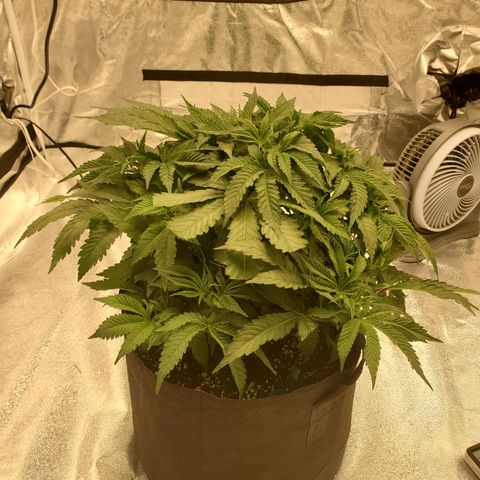 Becky growlog timeline photo