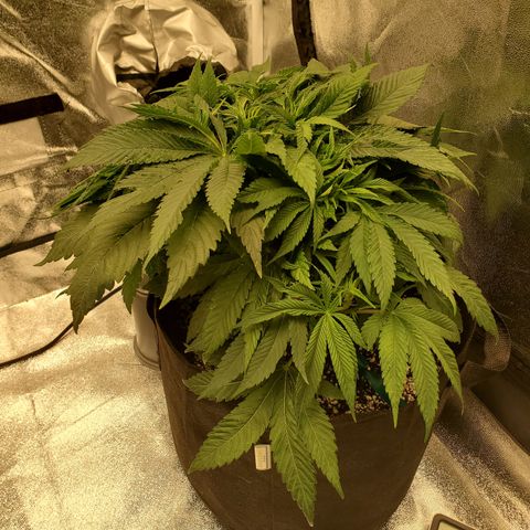 Susan growlog timeline photo
