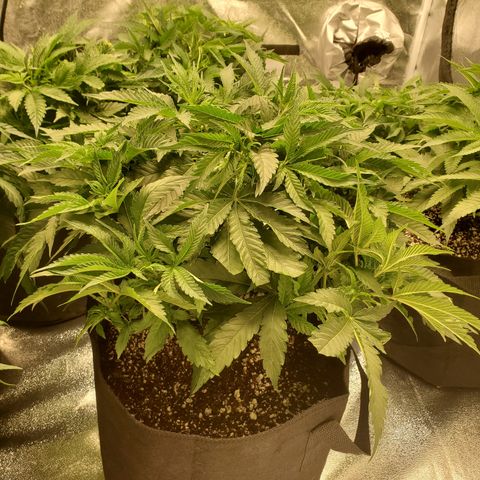 Becky growlog timeline photo