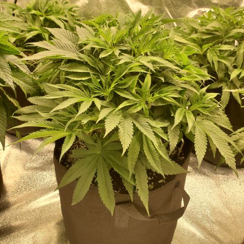 Susan growlog timeline photo