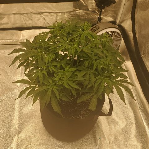 Becky growlog timeline photo