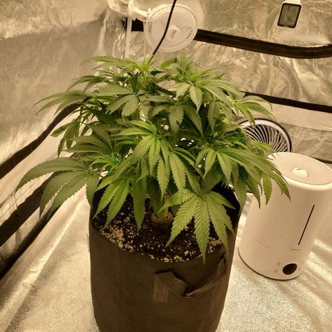 Susan growlog timeline photo