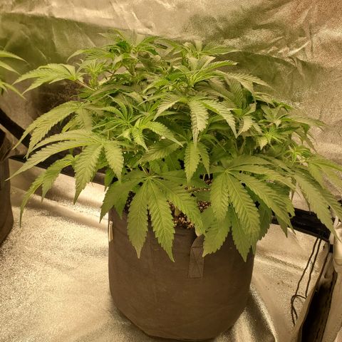Becky growlog timeline photo