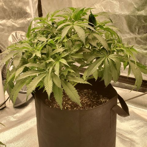 Becky growlog timeline photo