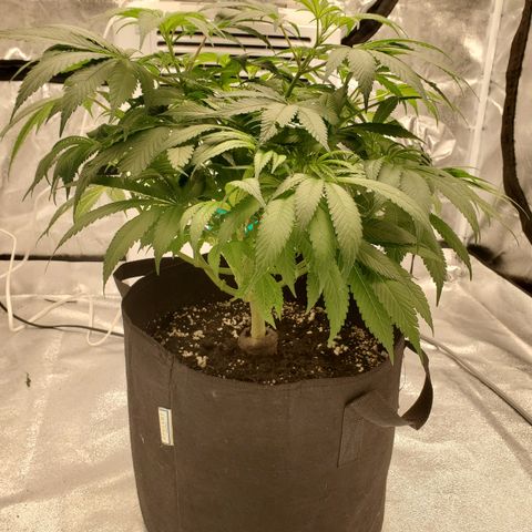 Susan growlog timeline photo