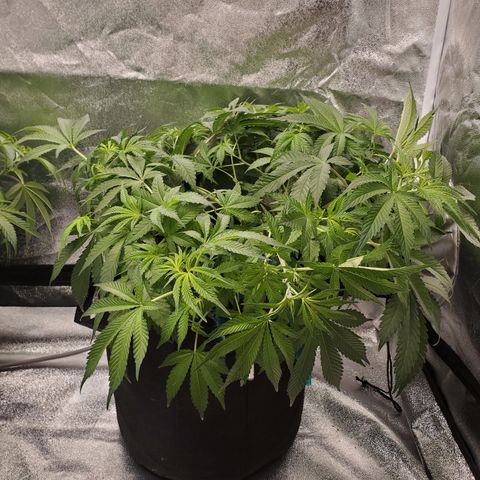 Becky growlog timeline photo