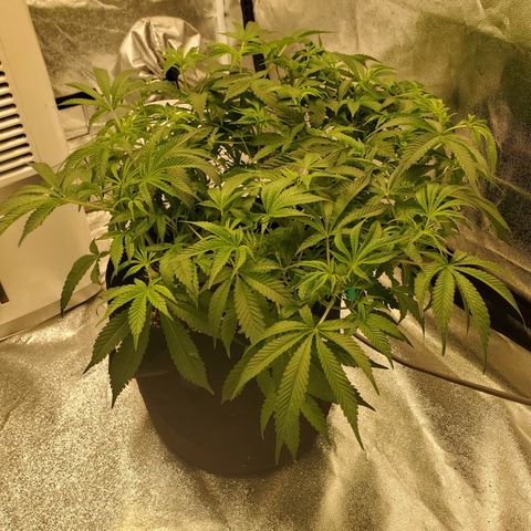 Becky growlog timeline photo