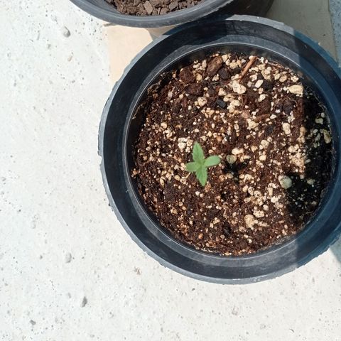 Critical Jack growlog timeline photo