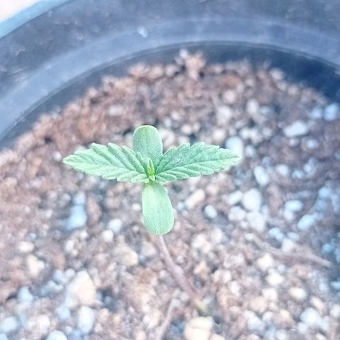 Critical Jack growlog timeline photo