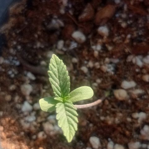 Critical Jack growlog timeline photo