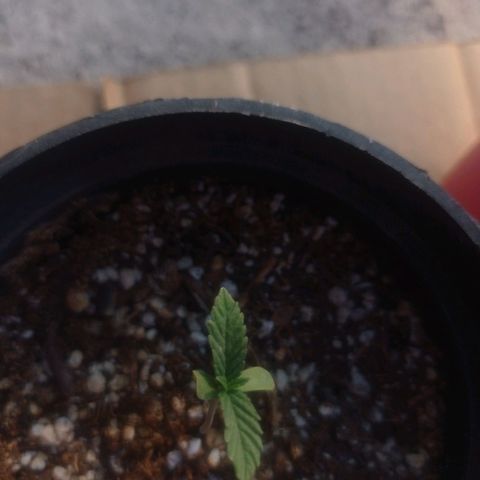 Critical Jack growlog timeline photo