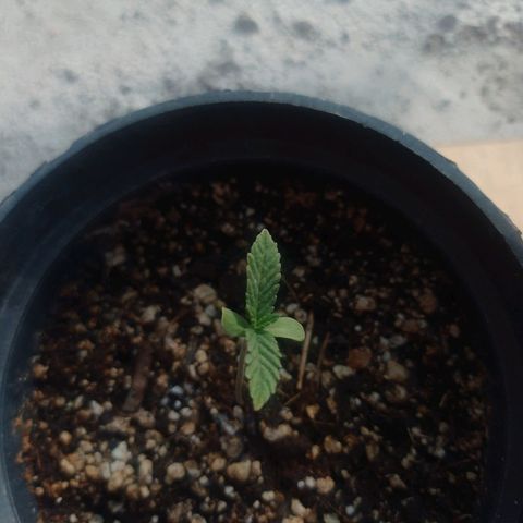 Critical Jack growlog timeline photo