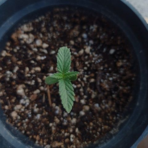 Critical Jack growlog timeline photo