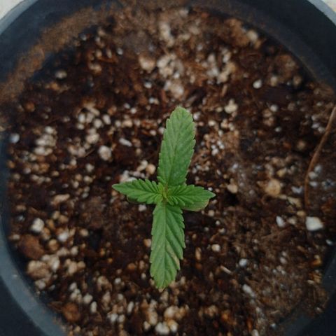 Critical Jack growlog timeline photo
