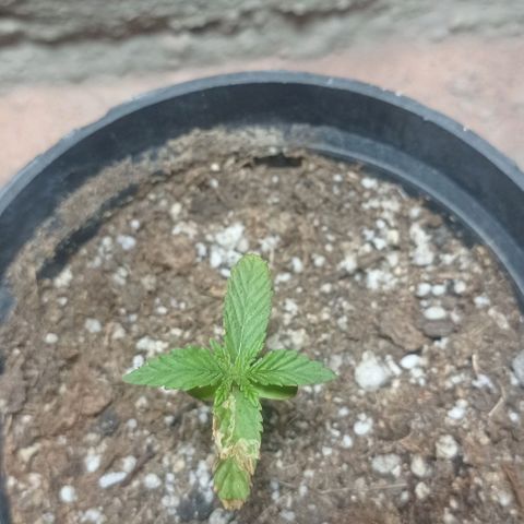 Critical Jack growlog timeline photo