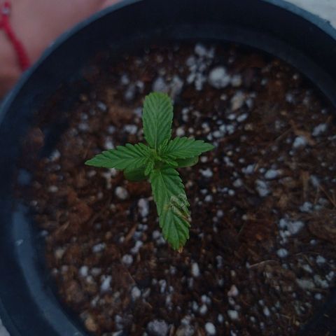 Critical Jack growlog timeline photo