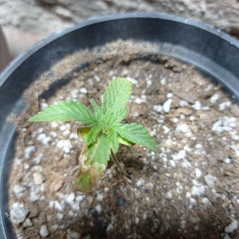 Critical Jack growlog timeline photo