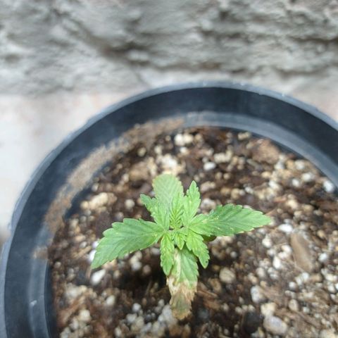 Critical Jack growlog timeline photo