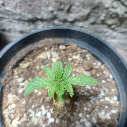 Critical Jack growlog timeline photo