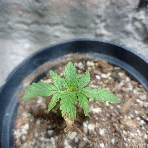 Critical Jack growlog timeline photo