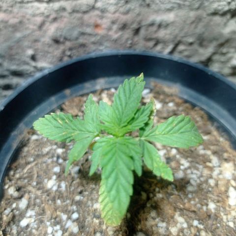 Critical Jack growlog timeline photo