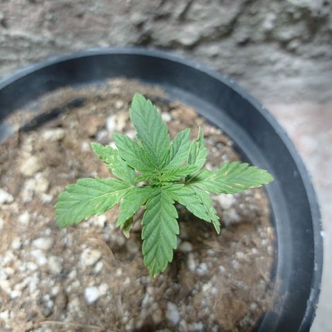 Critical Jack growlog timeline photo