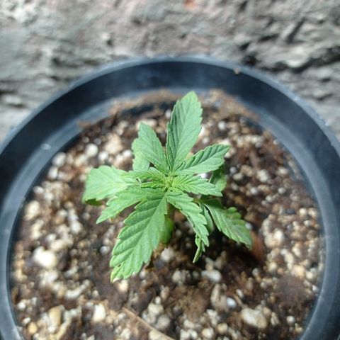 Critical Jack growlog timeline photo