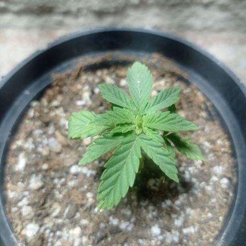 Critical Jack growlog timeline photo