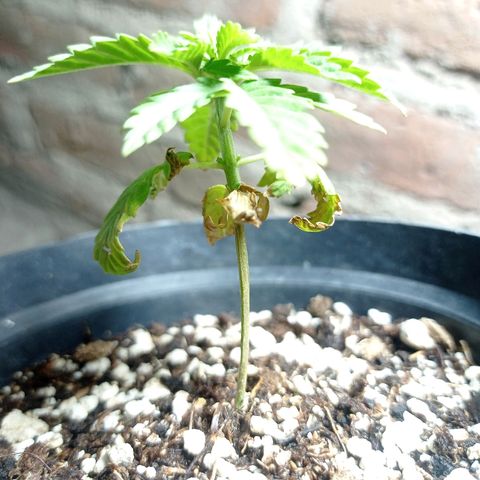 Critical Jack growlog timeline photo