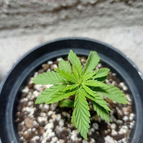 Critical Jack growlog timeline photo