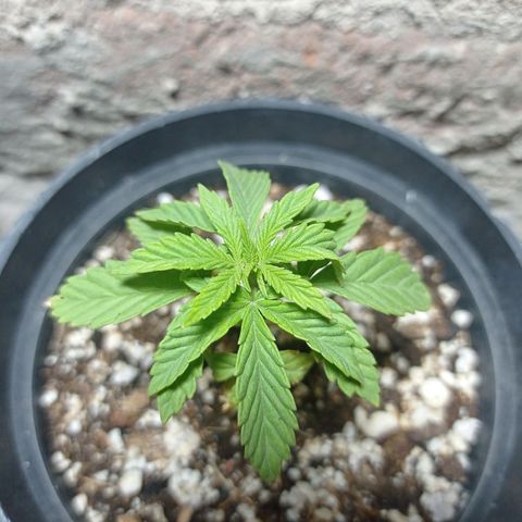 Critical Jack growlog timeline photo