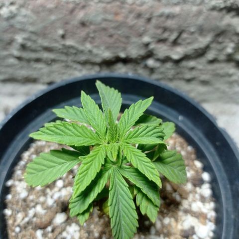 Critical Jack growlog timeline photo