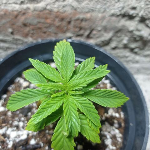 Critical Jack growlog timeline photo