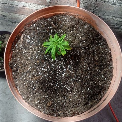 Critical Jack growlog timeline photo