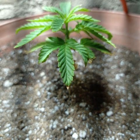 Critical Jack growlog timeline photo